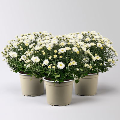 Chrysanthemen, weiß, Topf-Ø 19 cm, 3 Pflanzen Chrysanthemen, weiß, Topf-Ø 19 cm, 3 Pflanzen