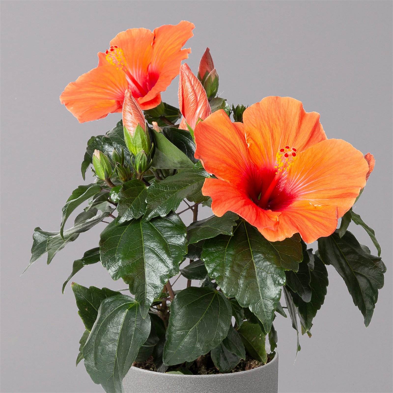 Hibiskus, orange, Topf-Ø 13 cm, Höhe ca. 35 cm, 2er-Set