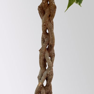 Birkenfeige 'Safrana', Flechtstamm, Topf-Ø 17 cm, Höhe ca. 65 cm Birkenfeige 'Safrana', Flechtstamm, Topf-Ø 17 cm, Höhe ca. 65 cm