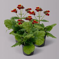 Pantoffelblume rot-gelb, Topf-Ø 15 cm, 3er-Set