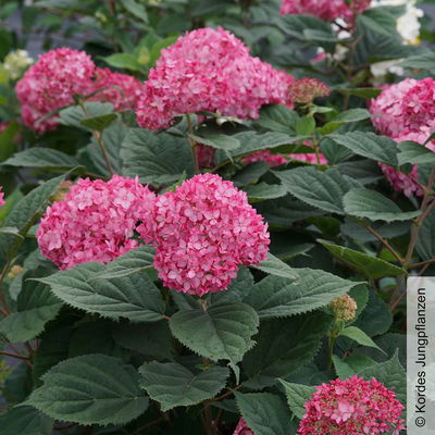 Rosarote Schneeballhortensie 'Ruby Annabelle'®, rosarot, Topf 5 Liter Rosarote Schneeballhortensie 'Ruby Annabelle'®, rosarot, Topf 5 Liter