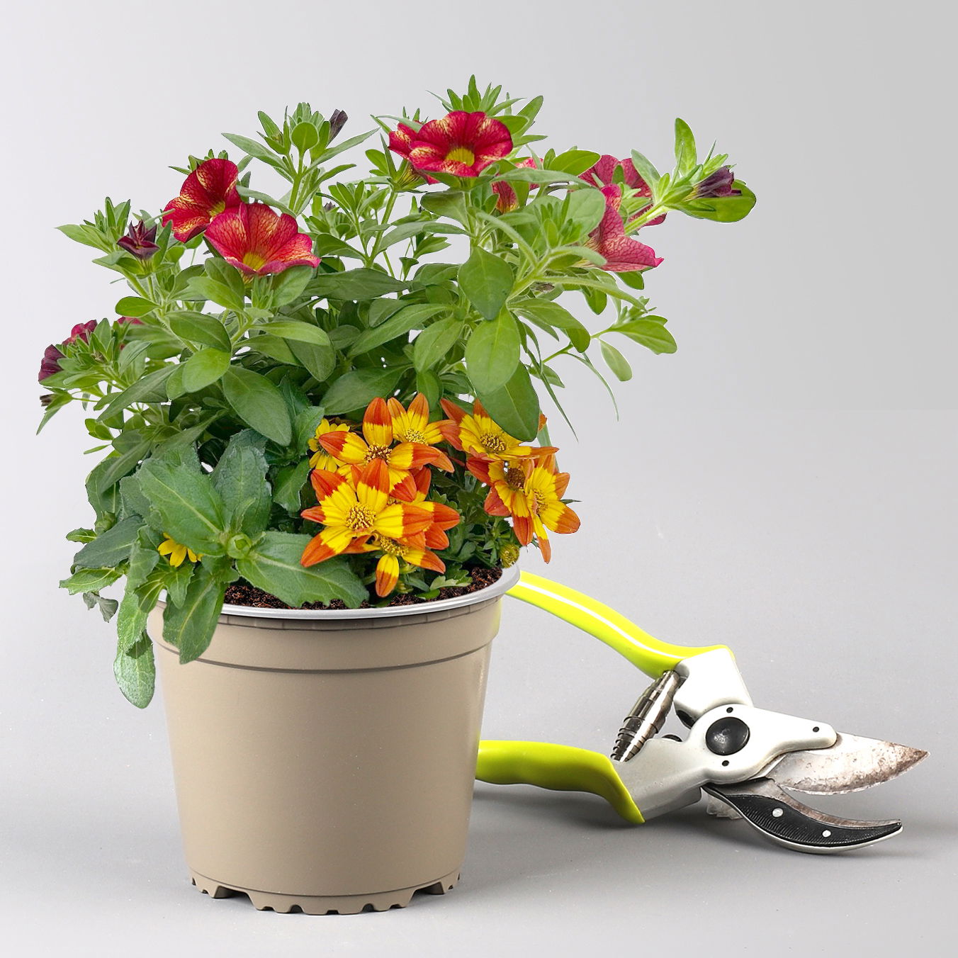 Sommerblumen-Mix, nach Verfügbarkeit, Topf-Ø 13 cm, 3 Pflanzen