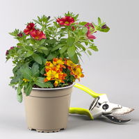 Sommerblumen-Mix, nach Verfügbarkeit, Topf-Ø 13 cm, 3 Pflanzen