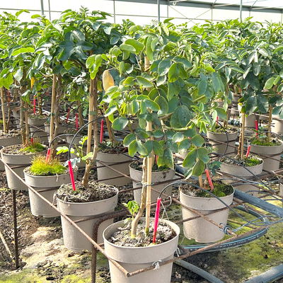 Cassia, gelb, Stamm, Topf-Ø 17/19