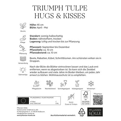 Triumph Tulpen 'Hugs & Kisses', weiß, rosa, Größe 11/12, 7 Blumenzwiebeln