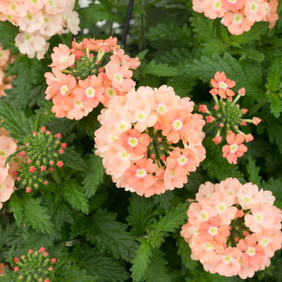 Eisenkraut/Petunien Duo, apricot, Topf-Ø 14 cm, 4 Pflanzen