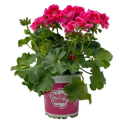 Stehende Geranie 'Pretty Little™', Topf-Ø 13 cm, 6er-Set
