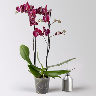 Schmetterlingsorchidee 'Eduction', rot, 2 Rispen, Topf-Ø 12 cm, Höhe ca. 70 cm Schmetterlingsorchidee 'Eduction', rot, 2 Rispen, Topf-Ø 12 cm, Höhe ca. 70 cm