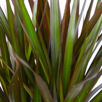 Gerandeter Drachenbaum 'Magenta', Topf-Ø 21 cm, Höhe ca. 120 cm