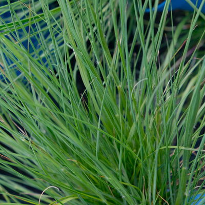 Lampenputzergras 'Hameln', Topf-Ø ca.19 cm Lampenputzergras 'Hameln', Topf-Ø ca.19 cm