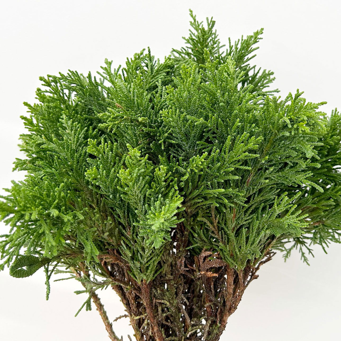 Scheinzypresse 'Draht' im Handbund, 3 Bund Scheinzypresse 'Draht' im Handbund, 3 Bund