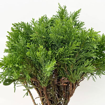 Scheinzypresse 'Draht' im Handbund, 3 Bund Scheinzypresse 'Draht' im Handbund, 3 Bund