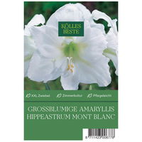 Großblumige Amaryllis Mont Blanc weiß, 1 Blumenzwiebel