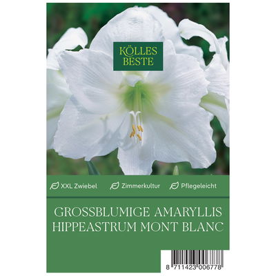 Großblumige Amaryllis Mont Blanc weiß, 1 Blumenzwiebel Großblumige Amaryllis Mont Blanc weiß, 1 Blumenzwiebel