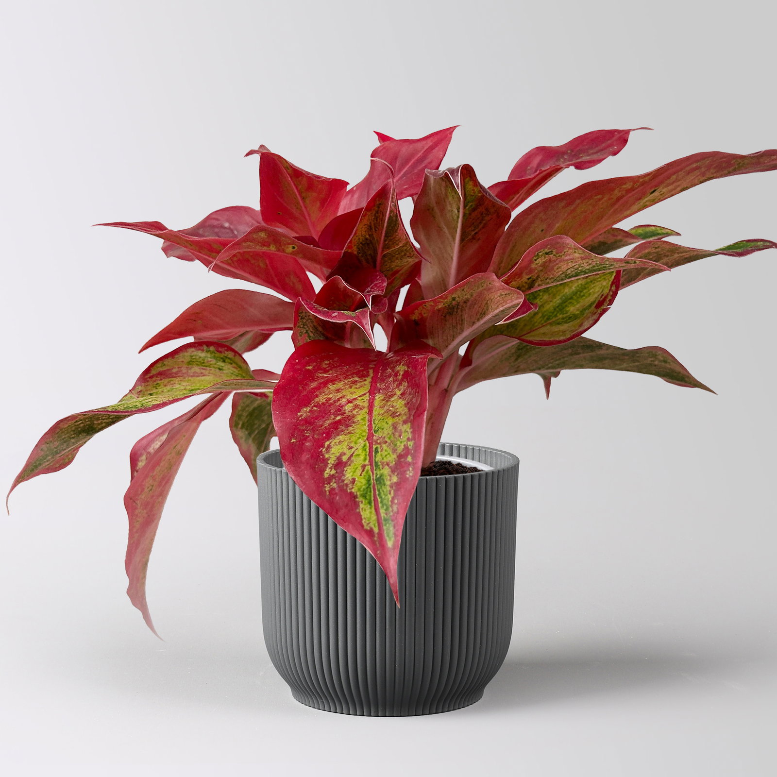 Aglaonema 'Crete Flame', rot-grün, Topf Ø 12cm, inkl. Übertopf Vibes anthrazit Aglaonema 'Crete Flame', rot-grün, Topf Ø 12cm, inkl. Übertopf Vibes anthrazit