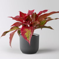Aglaonema 'Crete Flame', rot-grün, Topf Ø 12cm, inkl. Übertopf Vibes anthrazit Aglaonema 'Crete Flame', rot-grün, Topf Ø 12cm, inkl. Übertopf Vibes anthrazit
