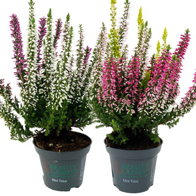 Knospenheide 'Trio' mehrfarbig, Farben zufällig, Topf-Ø 6 cm, 12 Pflanzen Knospenheide 'Trio' mehrfarbig, Farben zufällig, Topf-Ø 6 cm, 12 Pflanzen