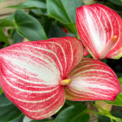 Flamingoblume 'Livium Red' rot-weiß gestreift, Topf-Ø 14 cm