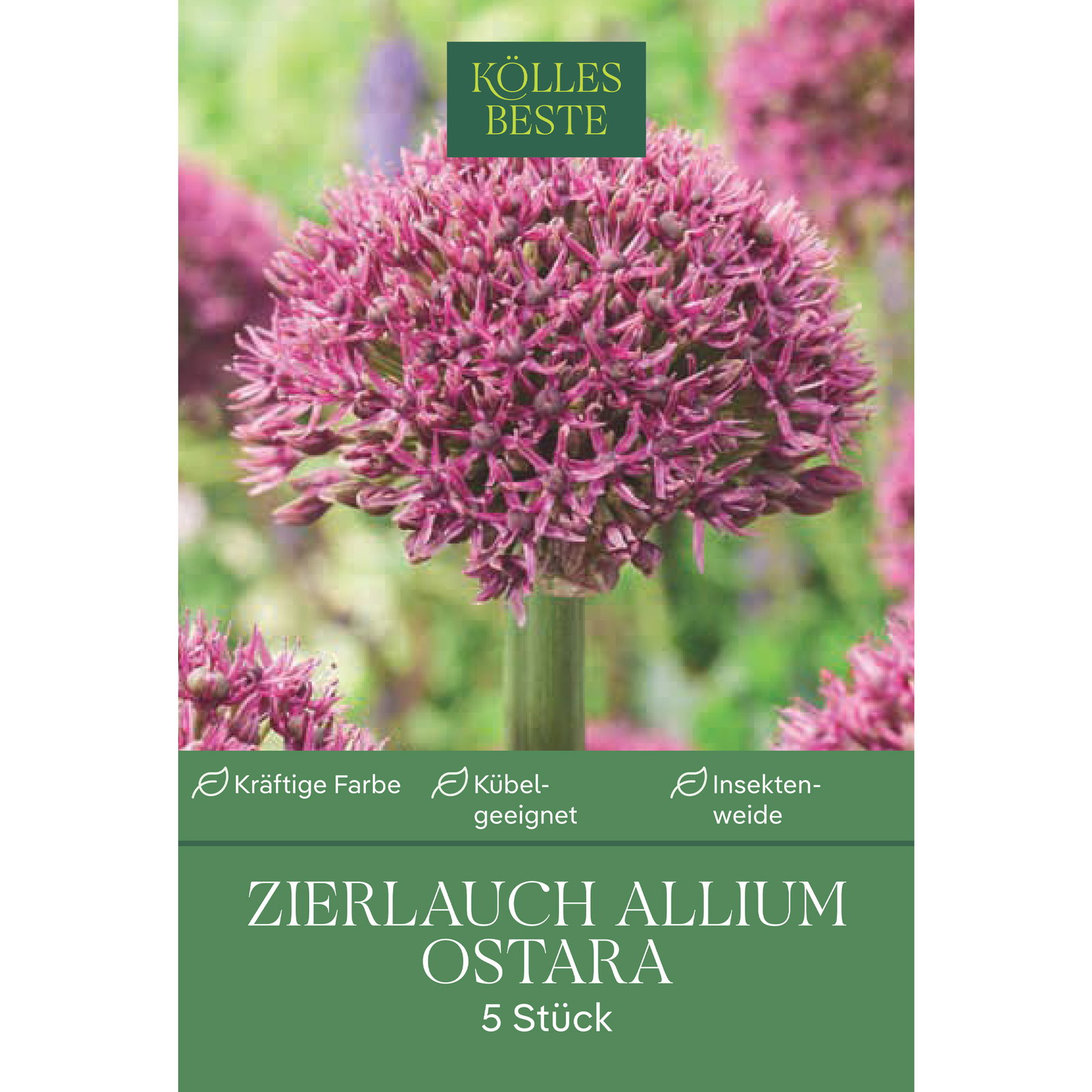 Kölles Beste Zierlauch Allium 'Ostara' purpur-rot, 3 Blumenzwiebeln