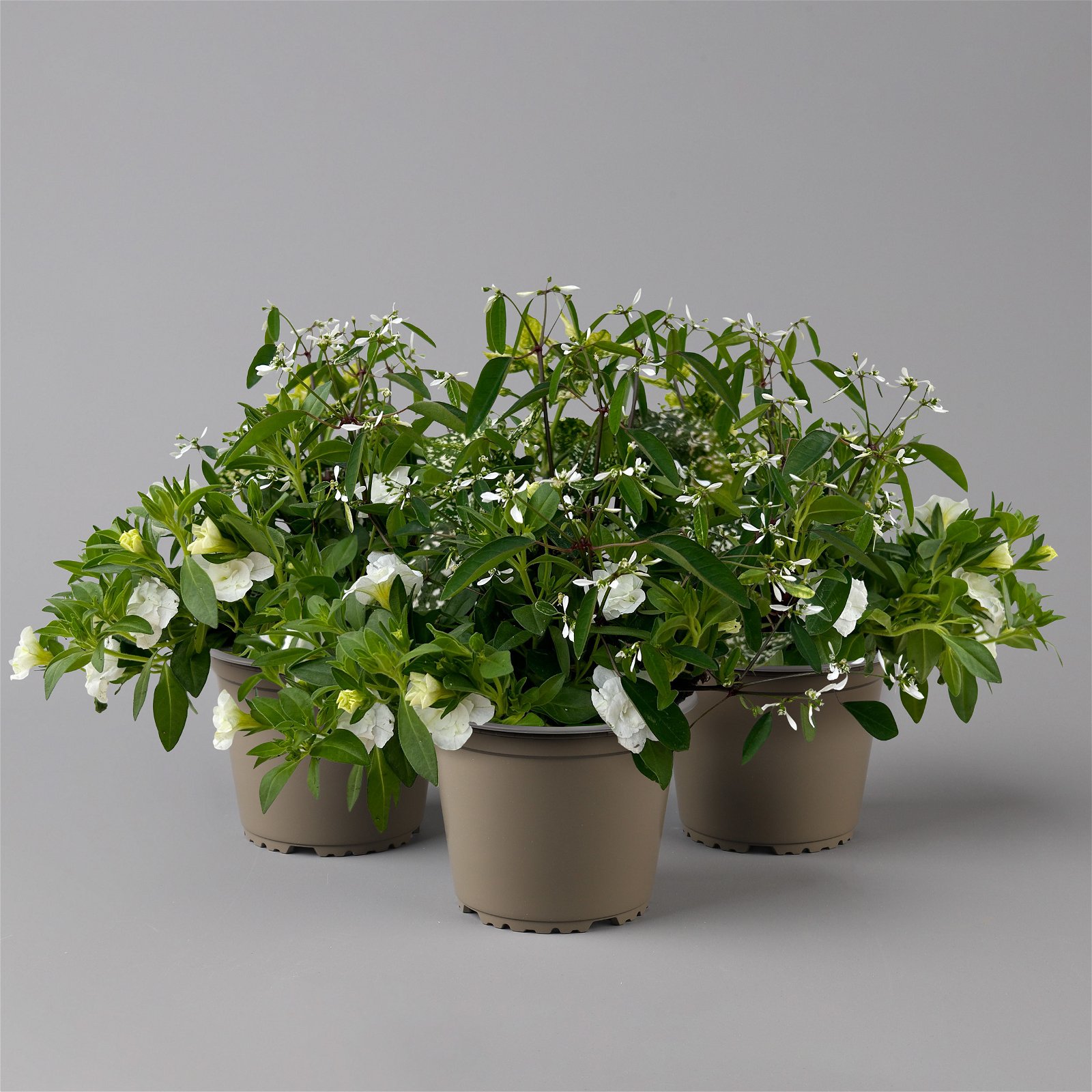 Balkonpflanzen-Trio weiß, Topf-Ø 12/13 cm, 3er-Set