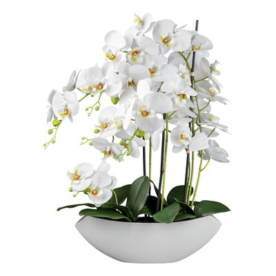 Kunstpflanze Phalaenopsis, weiß, Höhe ca. 63 cm Kunstpflanze Phalaenopsis, weiß, Höhe ca. 63 cm