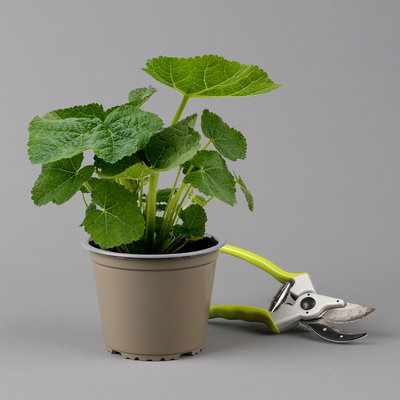 Stockrose, weiß, Topf-Ø 13 cm, 6 Pflanzen Stockrose, weiß, Topf-Ø 13 cm, 6 Pflanzen