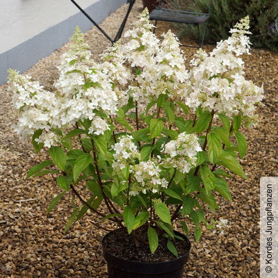 Rispenhortensie 'Confetti'®, Hydrangea paniculata, weiß, 3er-Set, Topf 5 Liter Rispenhortensie 'Confetti'®, Hydrangea paniculata, weiß, 3er-Set, Topf 5 Liter