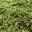 Grüner Teppichwacholder 'Green Carpet', grün, 10er-Set, Höhe 20-30 cm, Topf 2 l