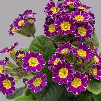 Garten-Schlüsselblume 'Little Queen' lila-gelb, Topf-Ø 13 cm, 6er-Set