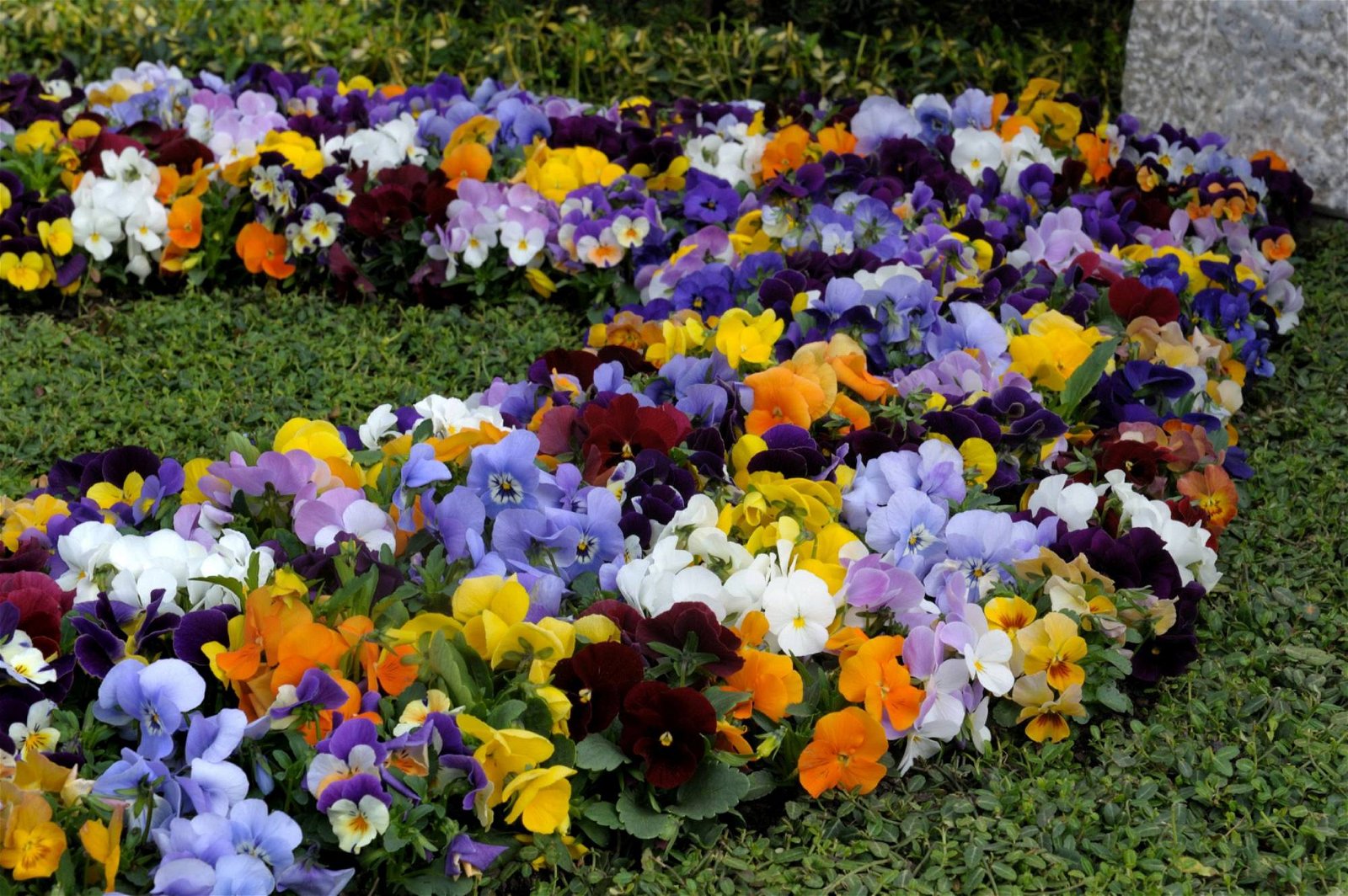 Grabgestaltung im Frühling mit bunten Blüten