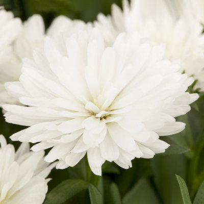 Aster novi-belgii, weiss gefüllt, Topf-Ø 12 cm, 6 Pflanzen Aster novi-belgii, weiss gefüllt, Topf-Ø 12 cm, 6 Pflanzen