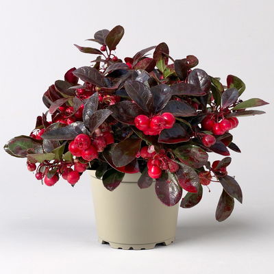Scheinbeere rot gefärbt, Topf-Ø 13 cm, 6er-Set Scheinbeere rot gefärbt, Topf-Ø 13 cm, 6er-Set