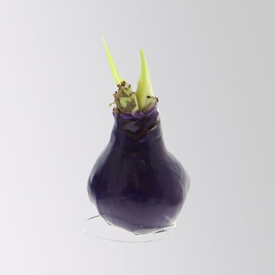 Amaryllis in Wachs, Dekor 'Create Purple', Farbe zufällig, Blüte rot, 2 Pflanzen