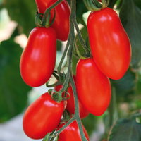 Bio Mini-San Marzano 'Trilly', Topf-Ø 12 cm, 3 Pflanzen