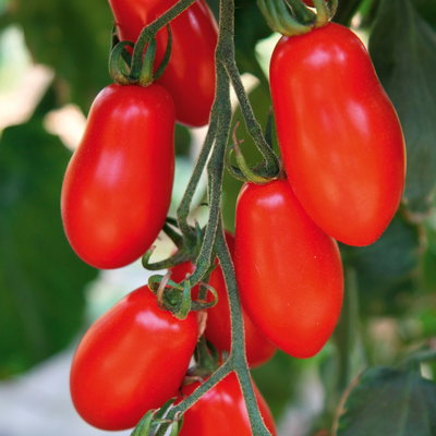 Bio Mini-San Marzano 'Trilly', Topf-Ø 12 cm, 3 Pflanzen