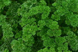 Petersilie Petersilie