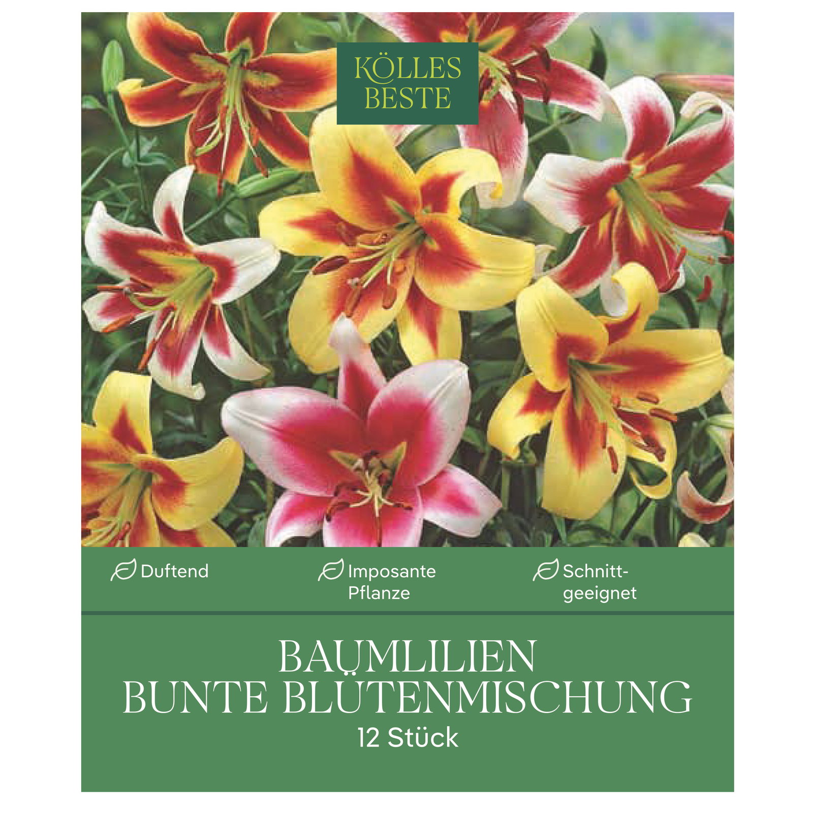 Kölles Beste XXL Kletterbaumlilien Bunte, bunt, 12 Blumenknollen