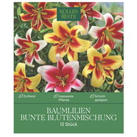 Kölles Beste XXL Kletterbaumlilien Bunte, bunt, 12 Blumenknollen