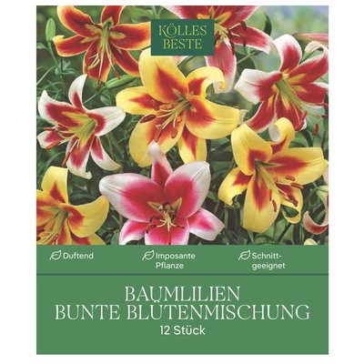 Kölles Beste XXL Kletterbaumlilien Bunte, bunt, 12 Blumenknollen