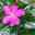 Japanische Scheinmyrte lila/rosa, Topf-Ø 11 cm, 6er-Set