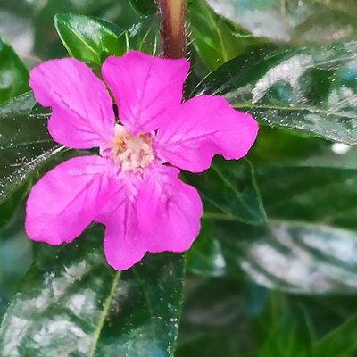 Japanische Scheinmyrte, lila/rosa, Topf-Ø 11 cm, 6 Pflanzen