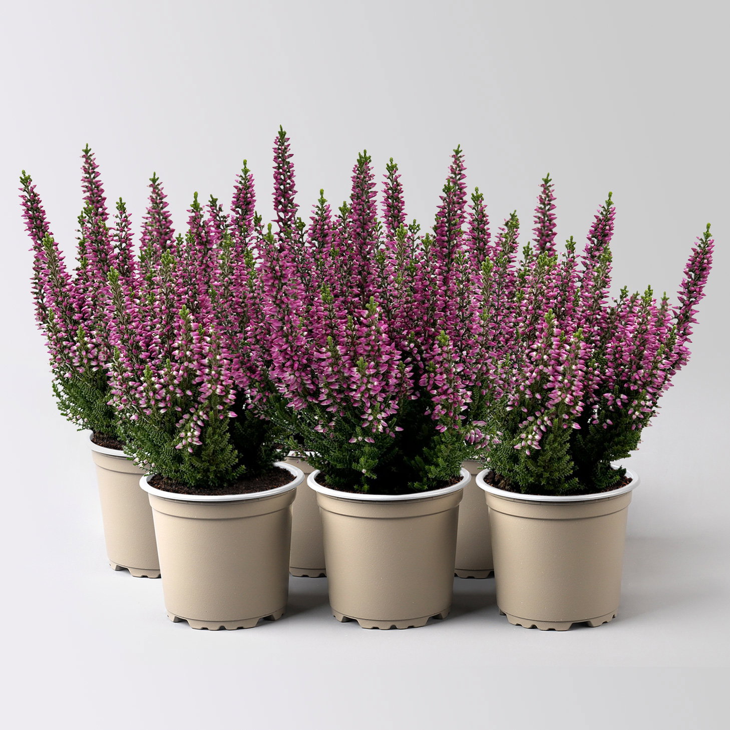 Knospenheide, lila, Mini, Topf-Ø 6 cm, 6 Pflanzen Knospenheide, lila, Mini, Topf-Ø 6 cm, 6 Pflanzen