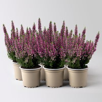 Knospenheide, lila, Mini, Topf-Ø 6 cm, 6 Pflanzen Knospenheide, lila, Mini, Topf-Ø 6 cm, 6 Pflanzen
