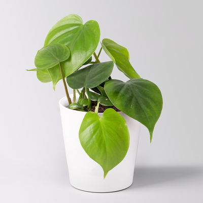 Grünpflanzenkreation 'Einsteiger-Mix', Topf-Ø 12cm + Übertopf Dallas, 4 Pflanzen