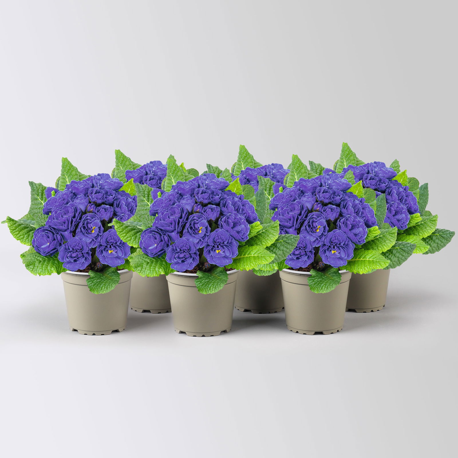 Primel 'Belarina', blau gefüllt, Topf-Ø 12 cm, 6 Pflanzen