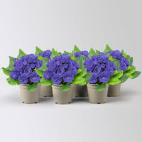 Primel 'Belarina', blau gefüllt, Topf-Ø 12 cm, 6 Pflanzen