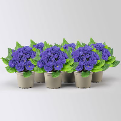 Primel 'Belarina', blau gefüllt, Topf-Ø 12 cm, 6 Pflanzen