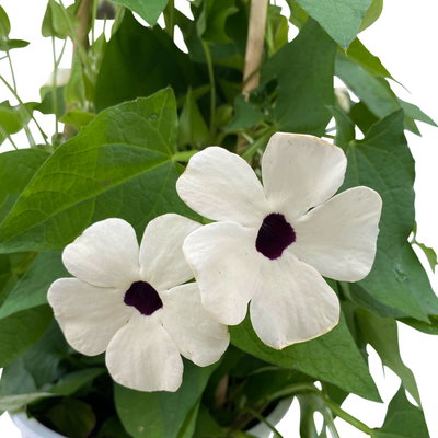 Schwarzäugige Susanne weiß, Pyramide, Höhe ca. 60 cm, Topf-Ø 17 cm