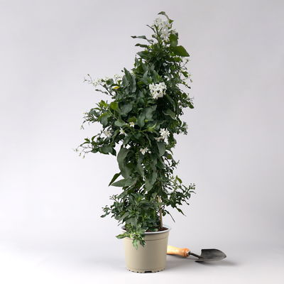 Sommerjasmin, weiß, Pyramide, Topf-Ø 17 cm, Höhe ca. 70 cm, 2 Pflanzen