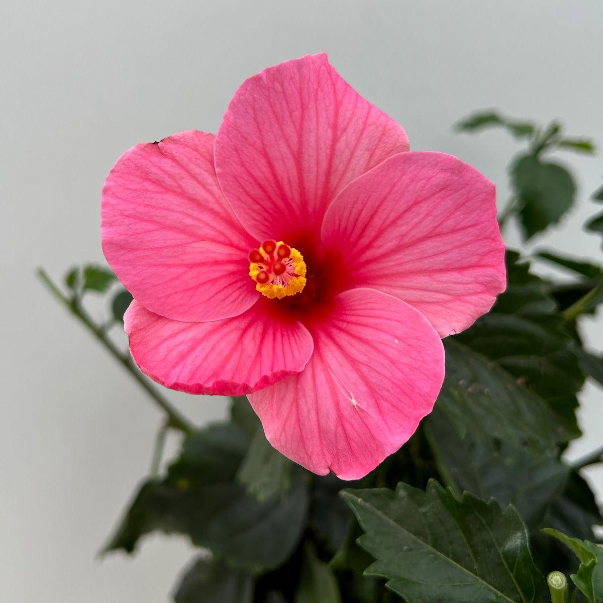 Hibiskus rosa, Busch, Topf-Ø 17 cm